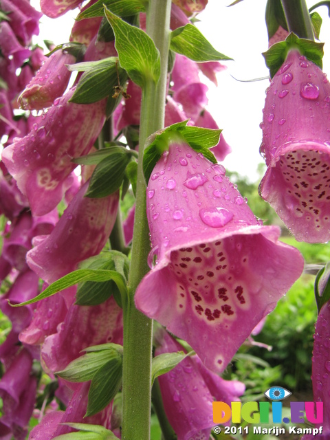 SX18743 Foxgloves